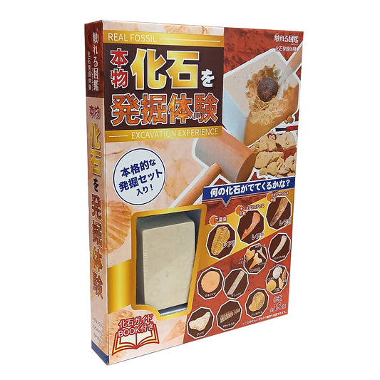 化石発掘体験【触れる図鑑】/本物の化石が入った発掘キット