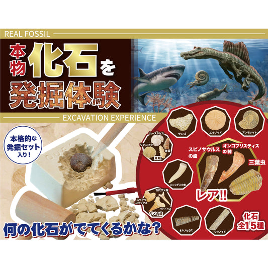 化石発掘体験【触れる図鑑】/本物の化石が入った発掘キット