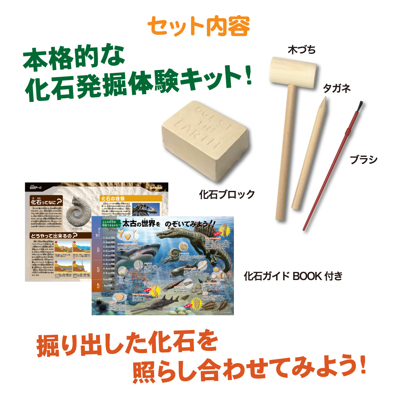 化石発掘体験【触れる図鑑】/本物の化石が入った発掘キット