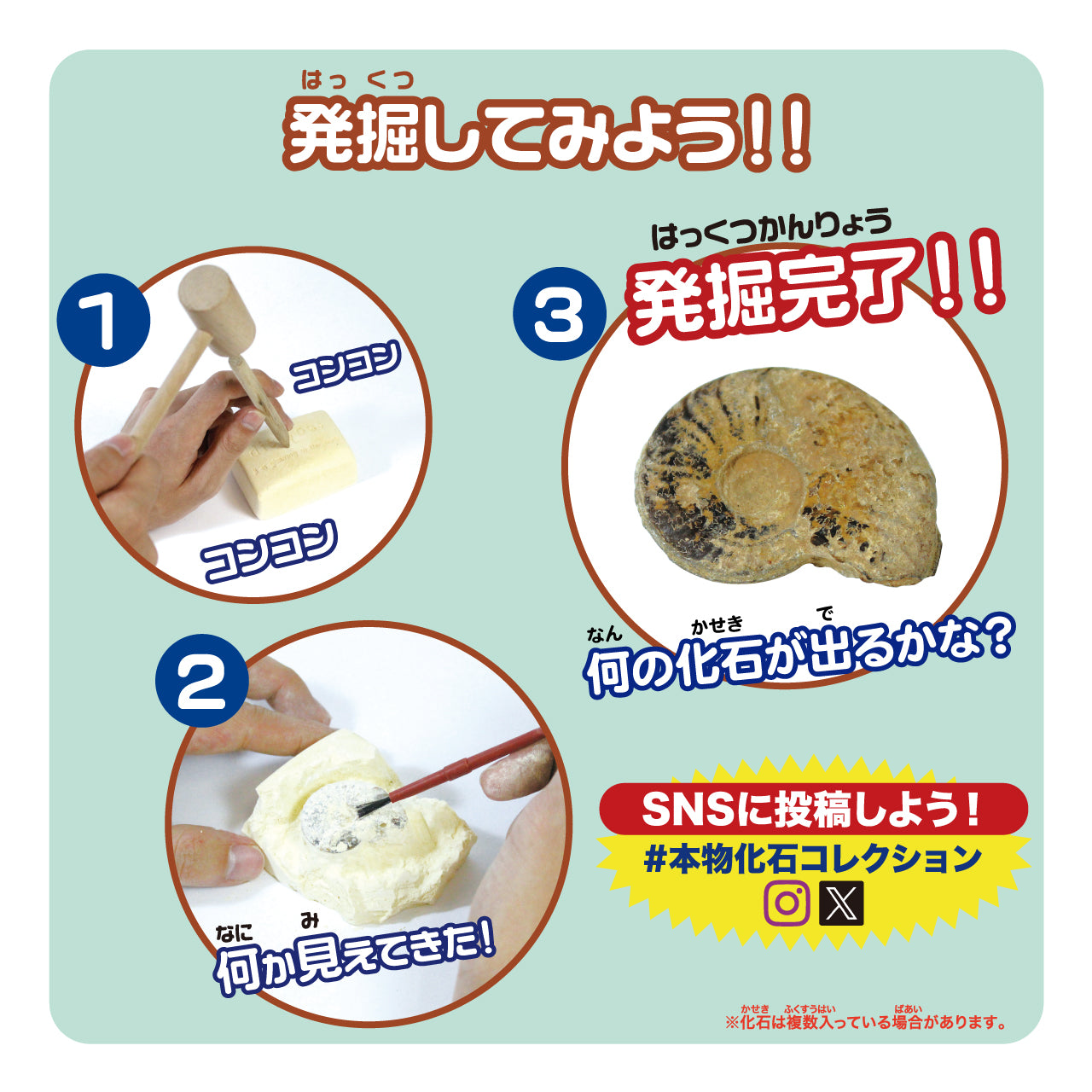 化石発掘体験【触れる図鑑】/本物の化石が入った発掘キット – 親子の